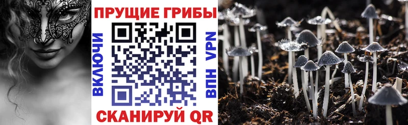 купить наркотики цена  Буинск  Галлюциногенные грибы Magic Shrooms 